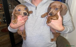 Miniature Dachshund dogs for sale: Beautiful Mini Dachshunds looking for their homes! - Image 2