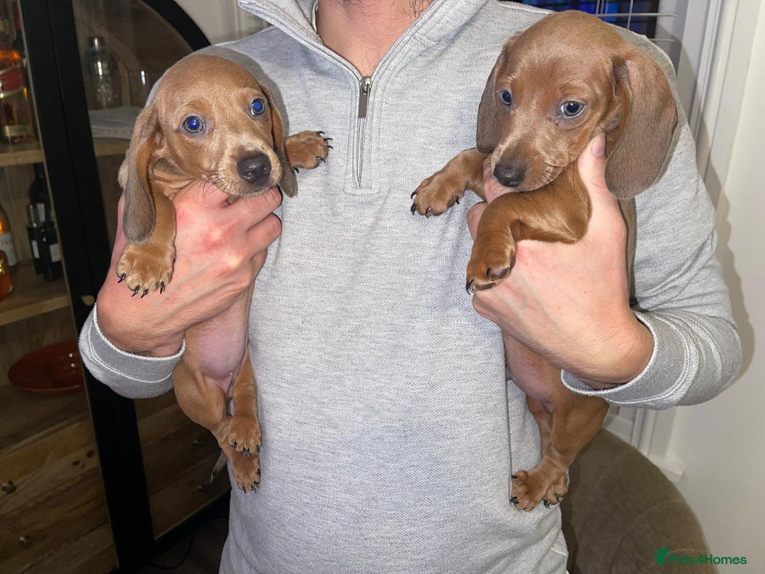 Miniature Dachshund dogs for sale: Beautiful Mini Dachshunds looking for their homes! - Image 2