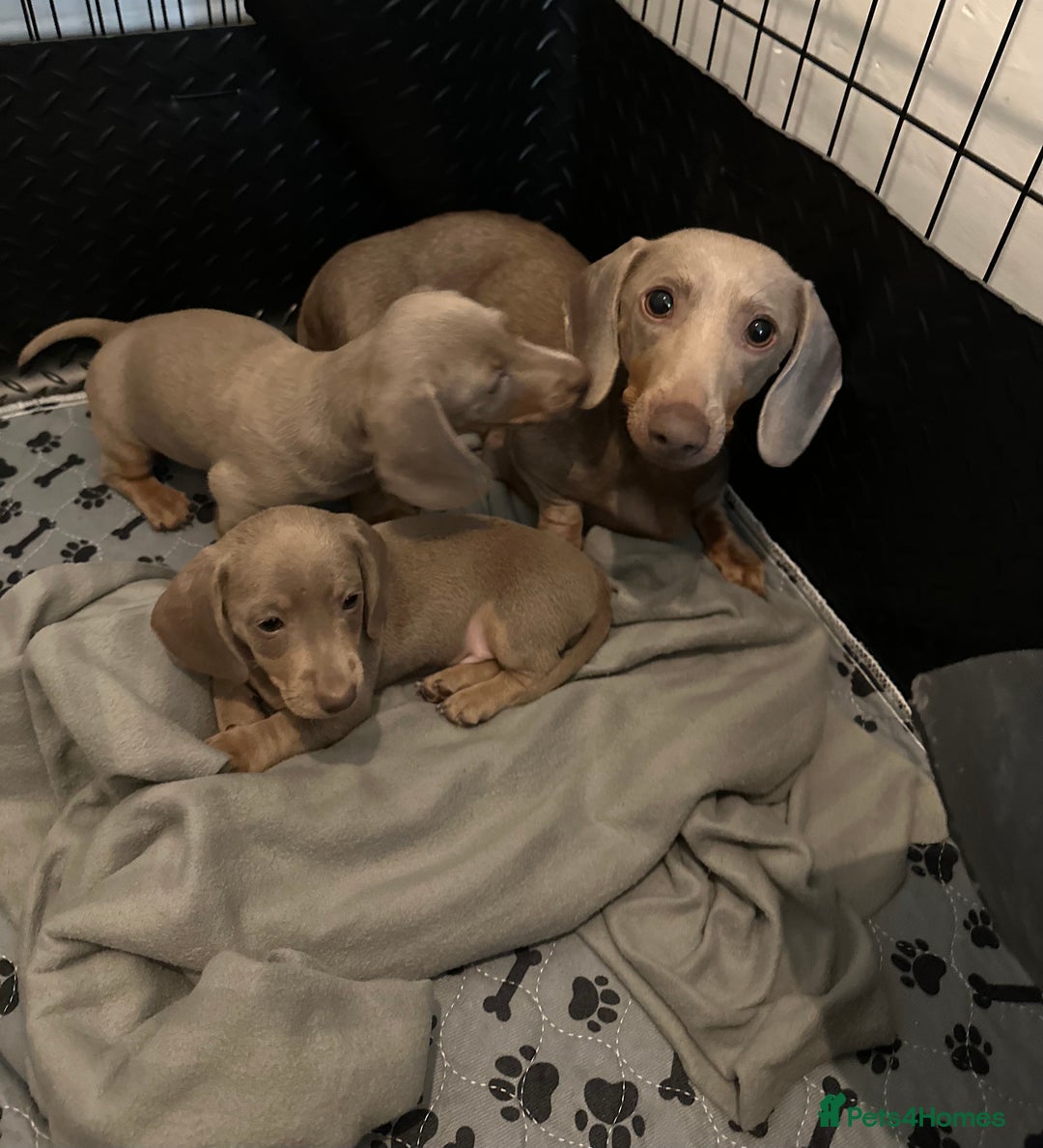 Miniature Dachshund dogs for sale: 🐾 Miniature Dachshund Puppies Isabella & Tan Boys - Image 7
