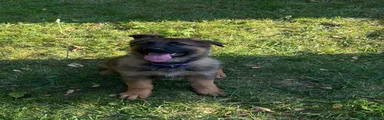 German Shepherd 3 purple collar
