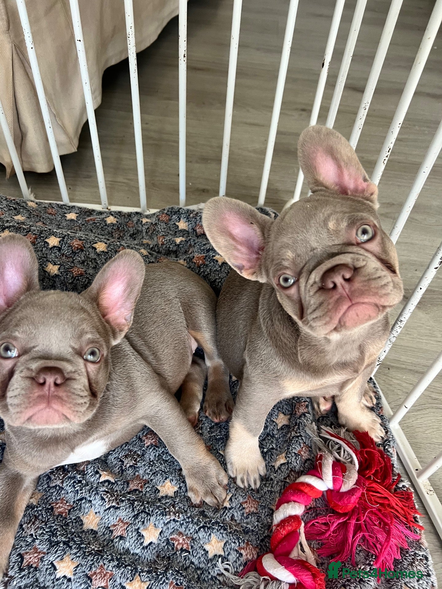 French Bulldog dogs PRICEDROP Newshade HealthClear FrenchBulldog Puppy - Advert 1