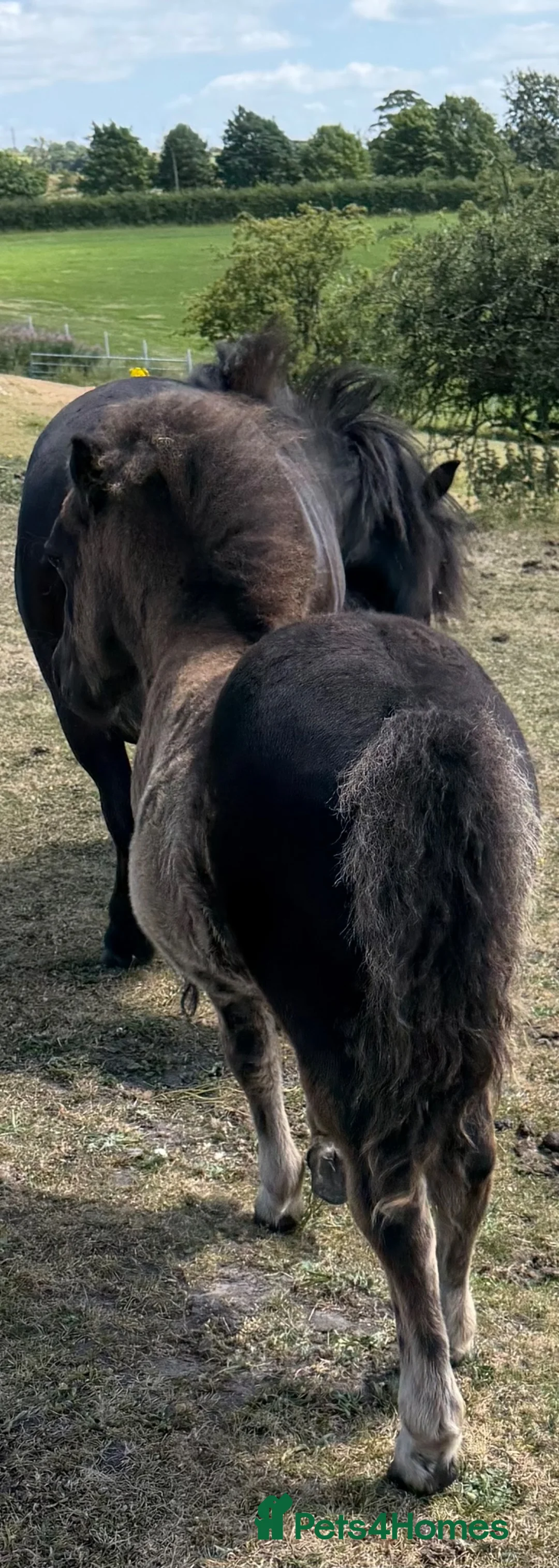 Shetland pony horses for sale: Standard Black Colt - Advert 6