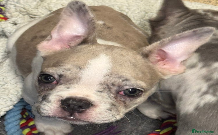 French Bulldog dogs - Advert 1
