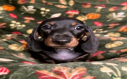 Miniature Dachshund dogs for sale: 4 adorable KC reg boys looking for forever sofas😍 - Image 4