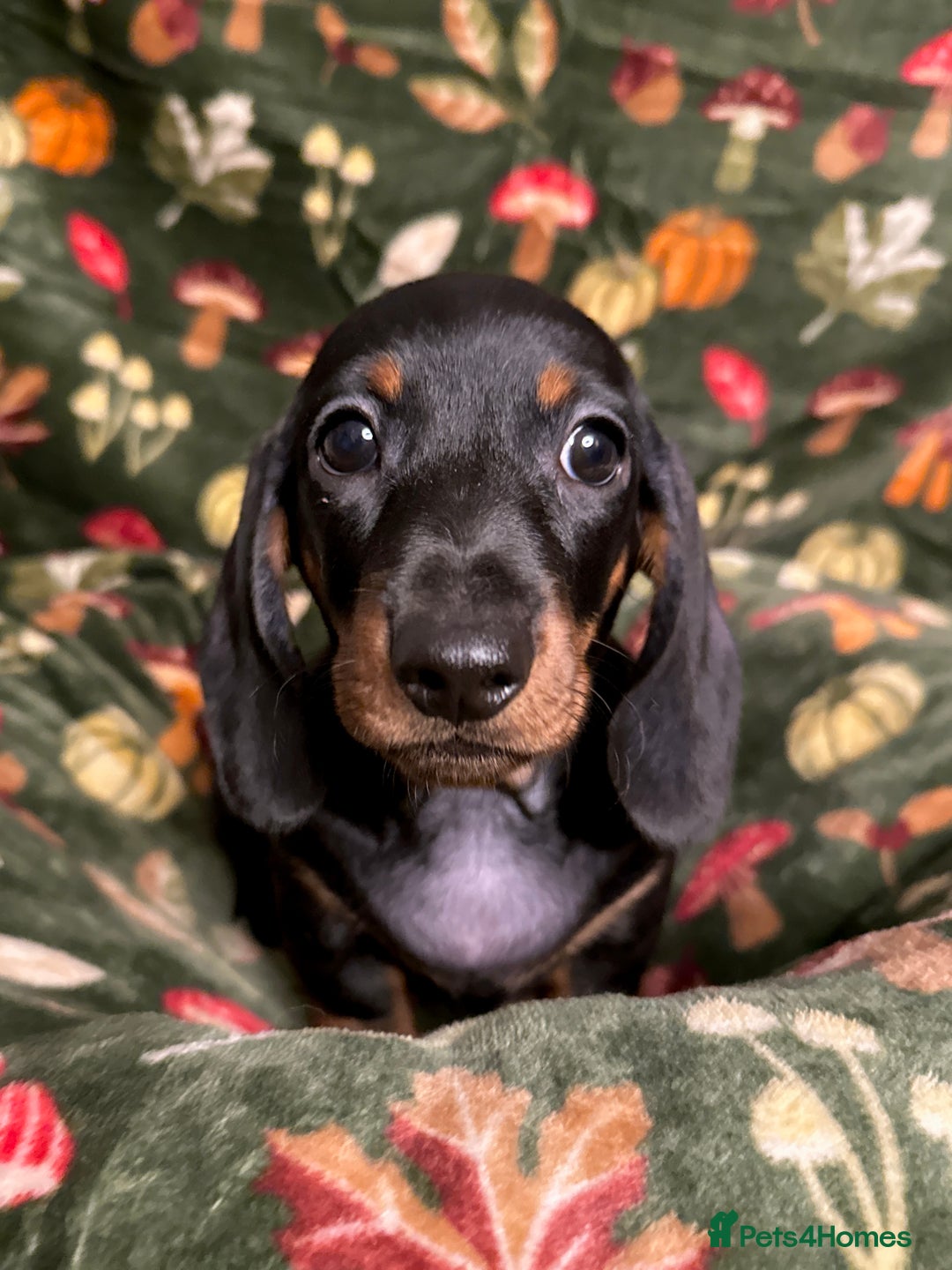 Miniature Dachshund dogs for sale: 4 adorable KC reg boys looking for forever sofas😍 - Image 4