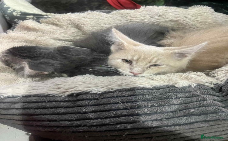 Maine Coon cats - Advert 7