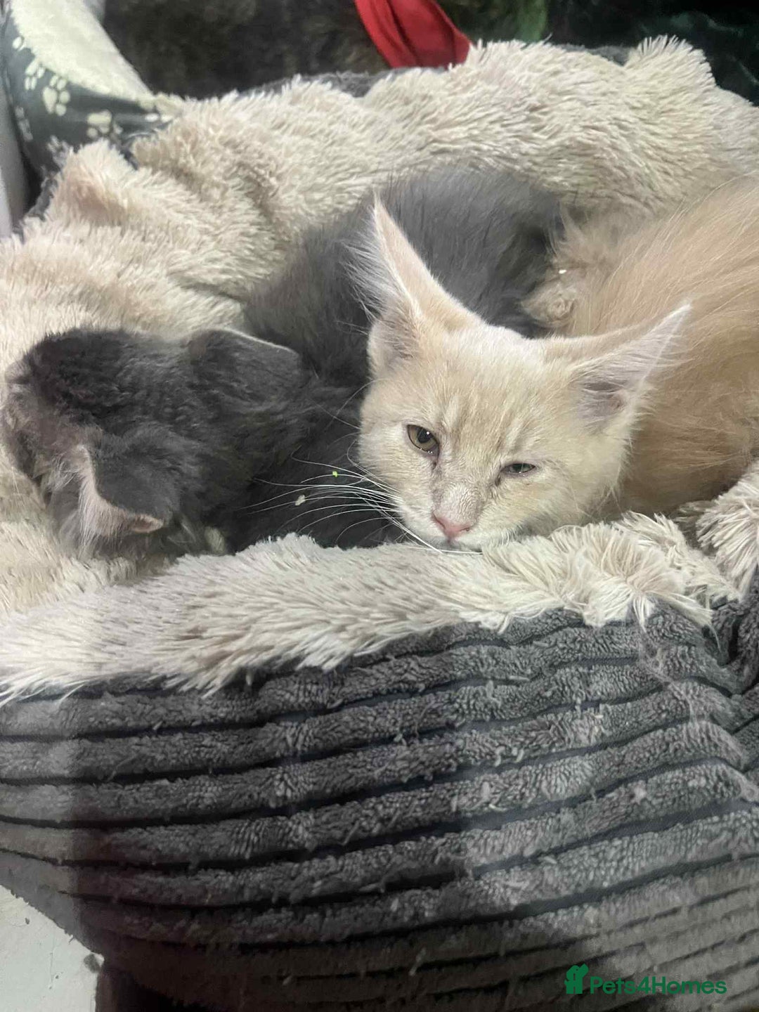 Maine Coon cats for sale: Maine coon kittens ready now boys  - Image 1