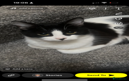 Ragdoll cats for sale: Young erratic kitten  - Image 6