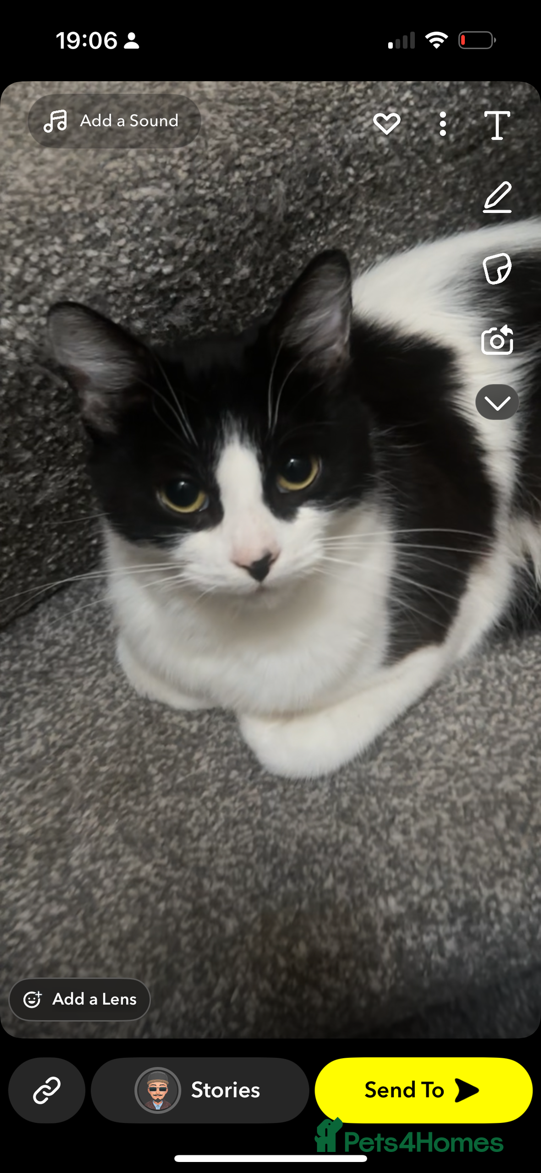 Ragdoll cats for sale: Young erratic kitten  - Image 6