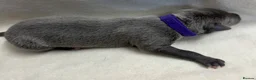 Whippet dogs for sale: Beautiful whippet puppies  - Advert 13