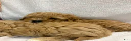 Cavapoo dogs for sale: Bred From Health Tested Parents Cavapoo Girls - Advert 17