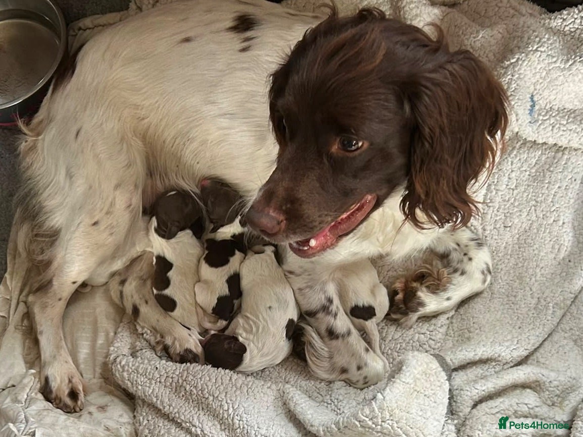 English Springer Spaniel dogs English Springer Spaniel Puppies For Sale - Advert 1