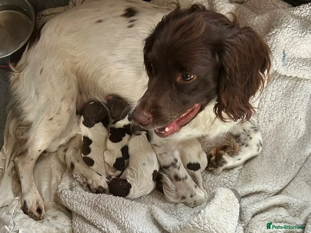 English Springer Spaniel dogs for sale: English Springer Spaniel Puppies For Sale - Advert 1