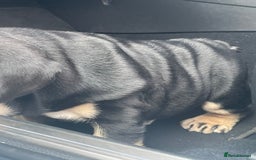 English Bulldog dogs for sale: Black/tan male reduced  - Image 2
