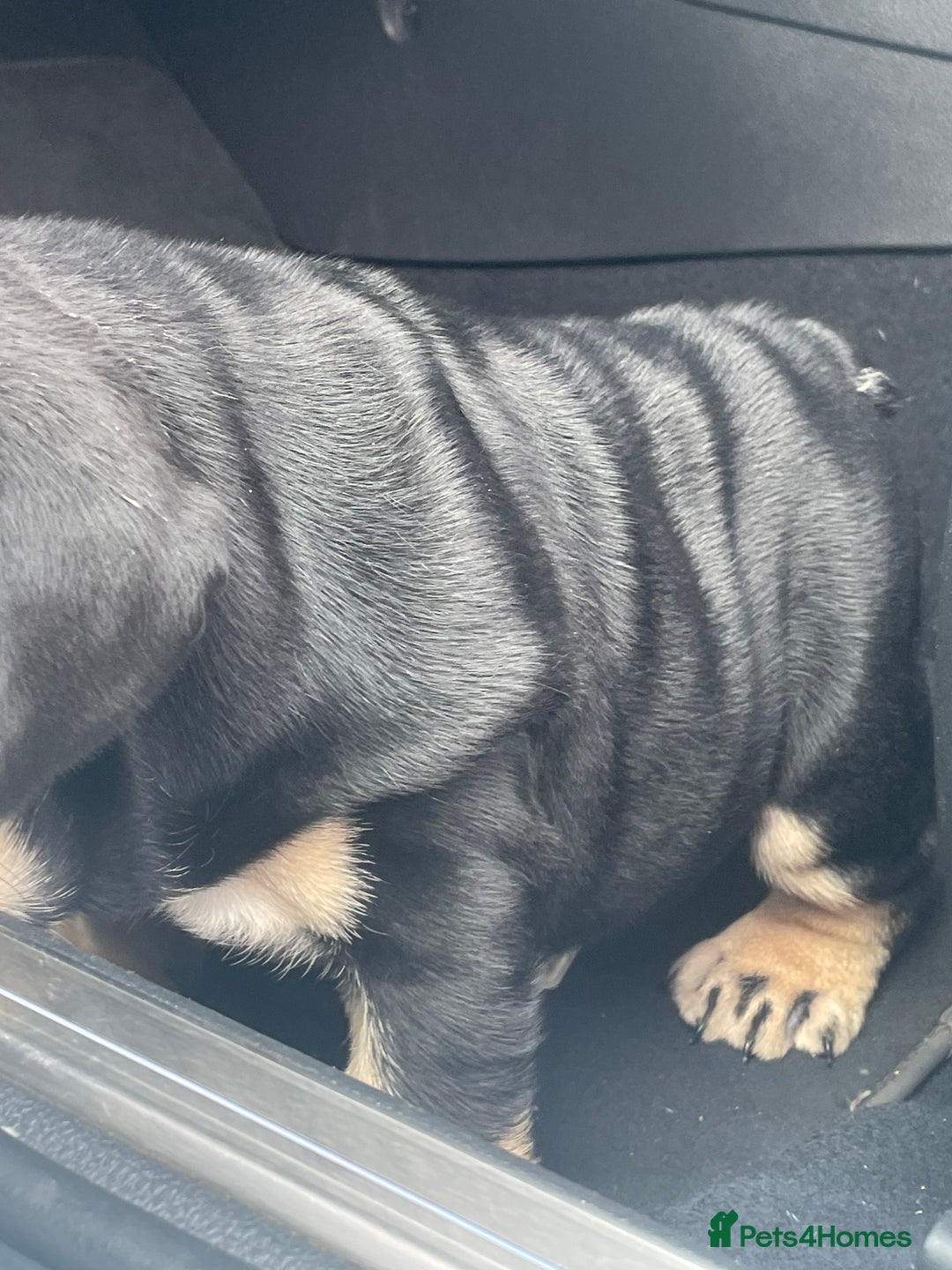 English Bulldog dogs for sale: Black/tan male reduced  - Image 2