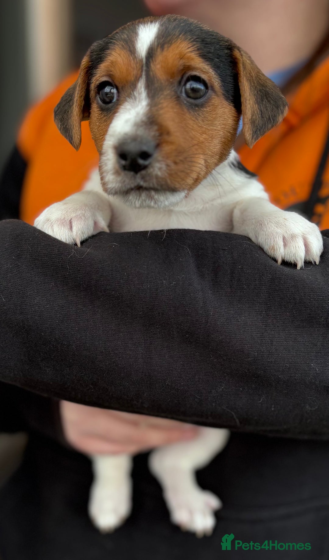 Jack Russell dogs for sale: Jack Russell puppies  - Advert 9