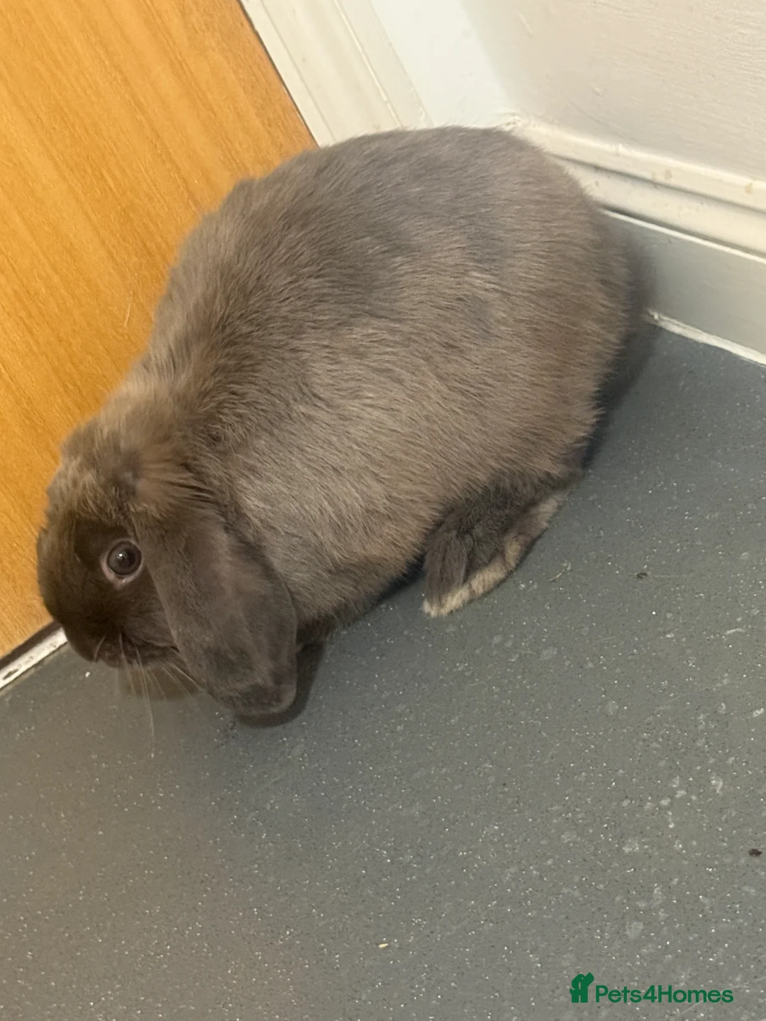 Mini Lop rabbits for sale: Rabbit  - Advert 2