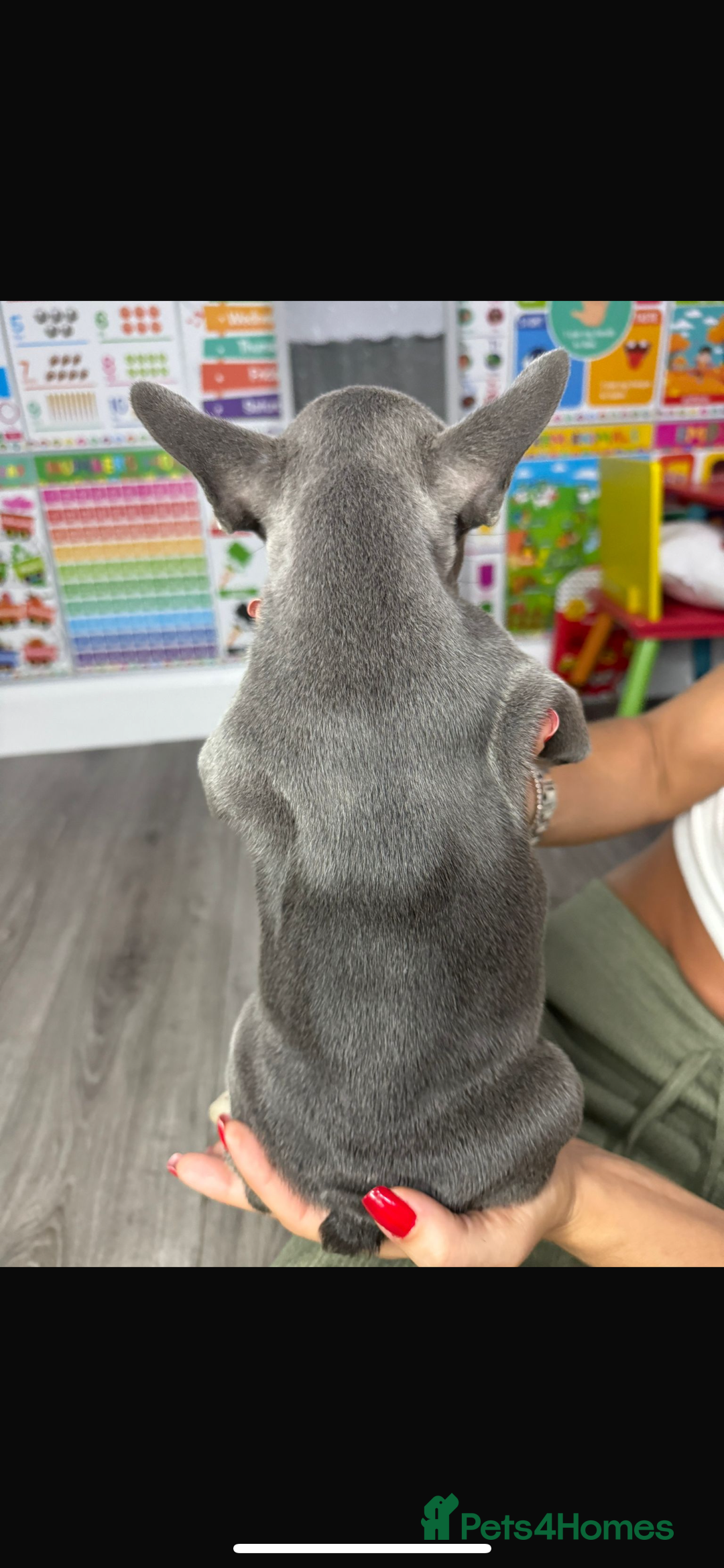 French Bulldog dogs for sale: fluffy French bulldogs  - Image 13