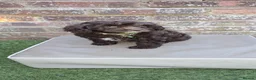 Cavapoo dogs for sale:  Rare Mini f1 chocolate cavapoo - Advert 5