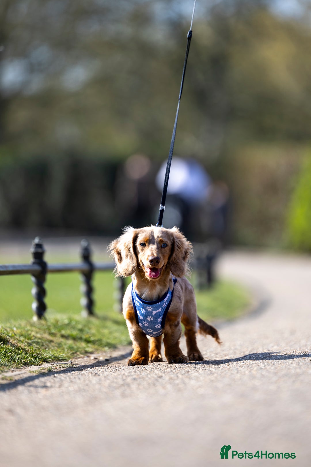 Miniature Dachshund dogs for stud: Chocolate Dapple mini dachshund stud  - Advert 15