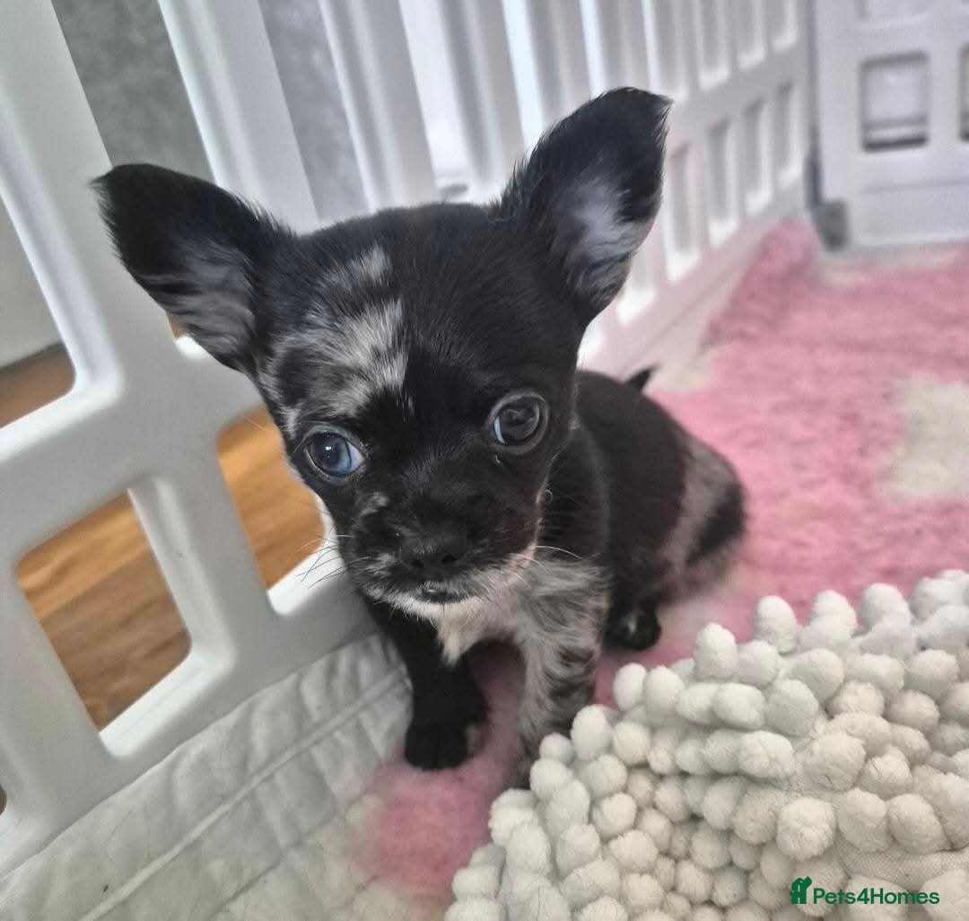 Chihuahua dogs for sale: 3 beautiful tiny pure breed chihuahua  - Advert 12