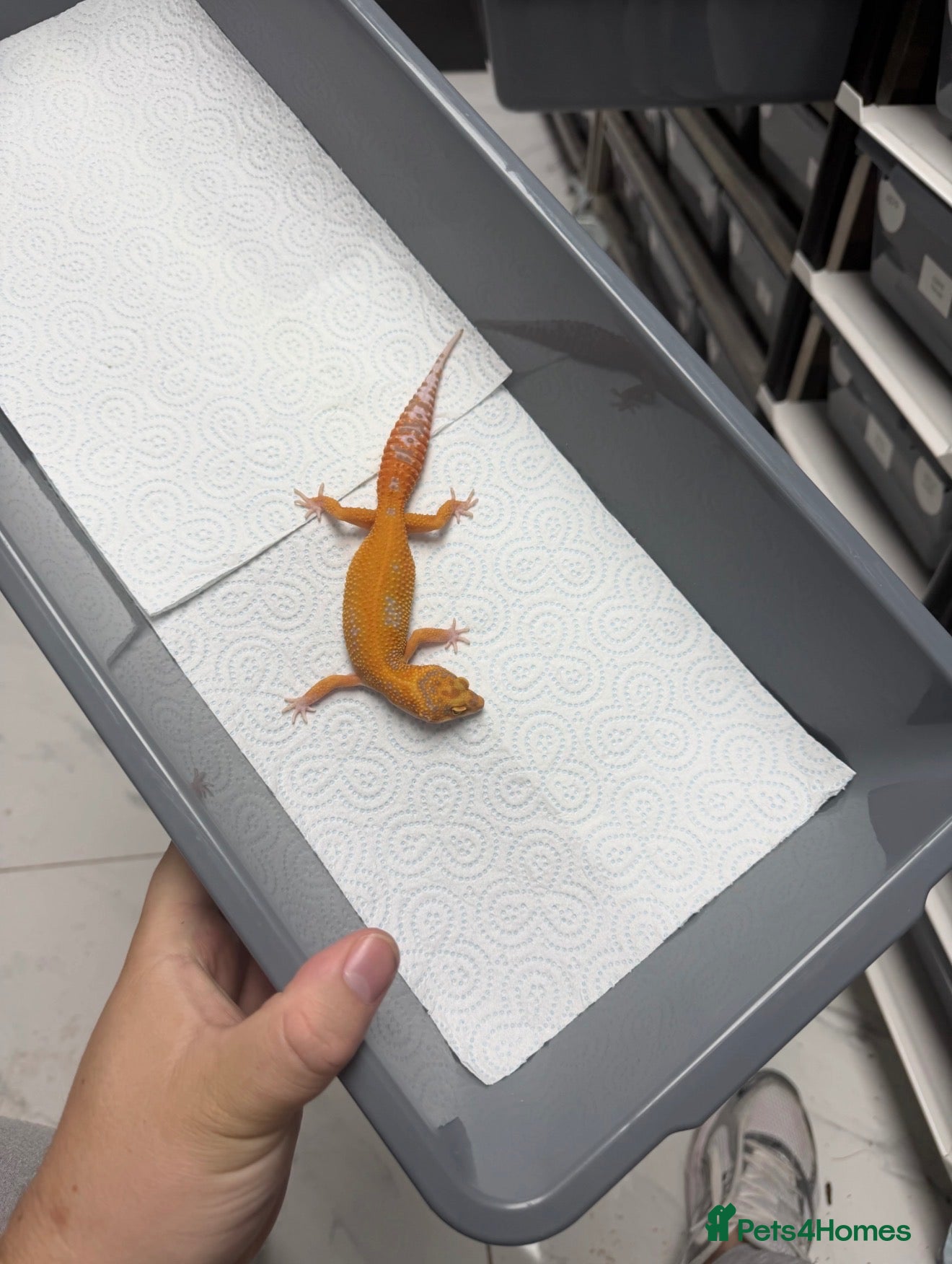 Gecko reptiles for sale: 6 Tangerine Trempers For Sale - Advert 2