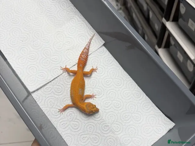 Gecko reptiles for sale: 6 Tangerine Trempers For Sale - Advert 2