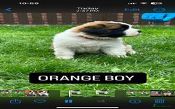 Saint Bernard dogs for sale: Stunning kc Saint Bernard puppies  - Image 20