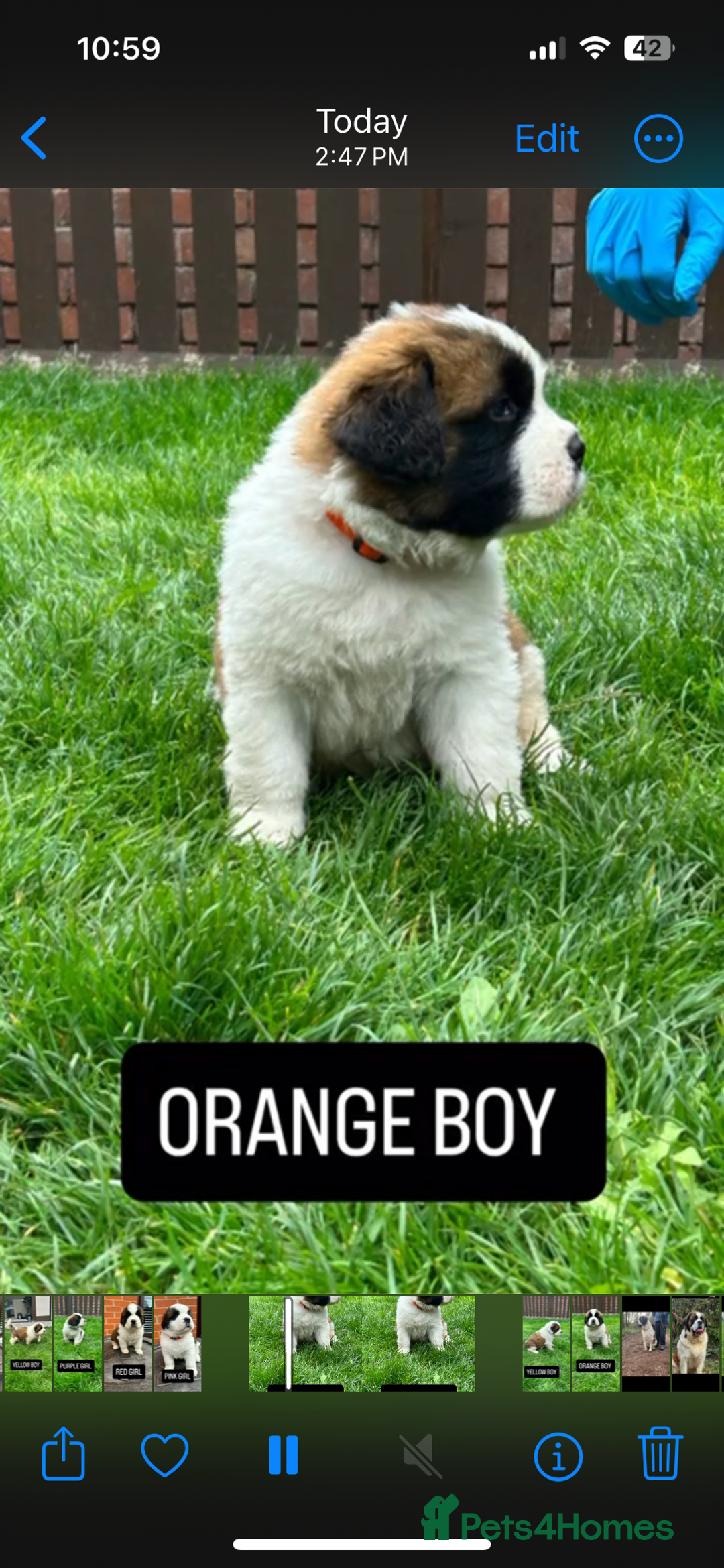 Saint Bernard dogs for sale: Stunning kc Saint Bernard puppies  - Image 20