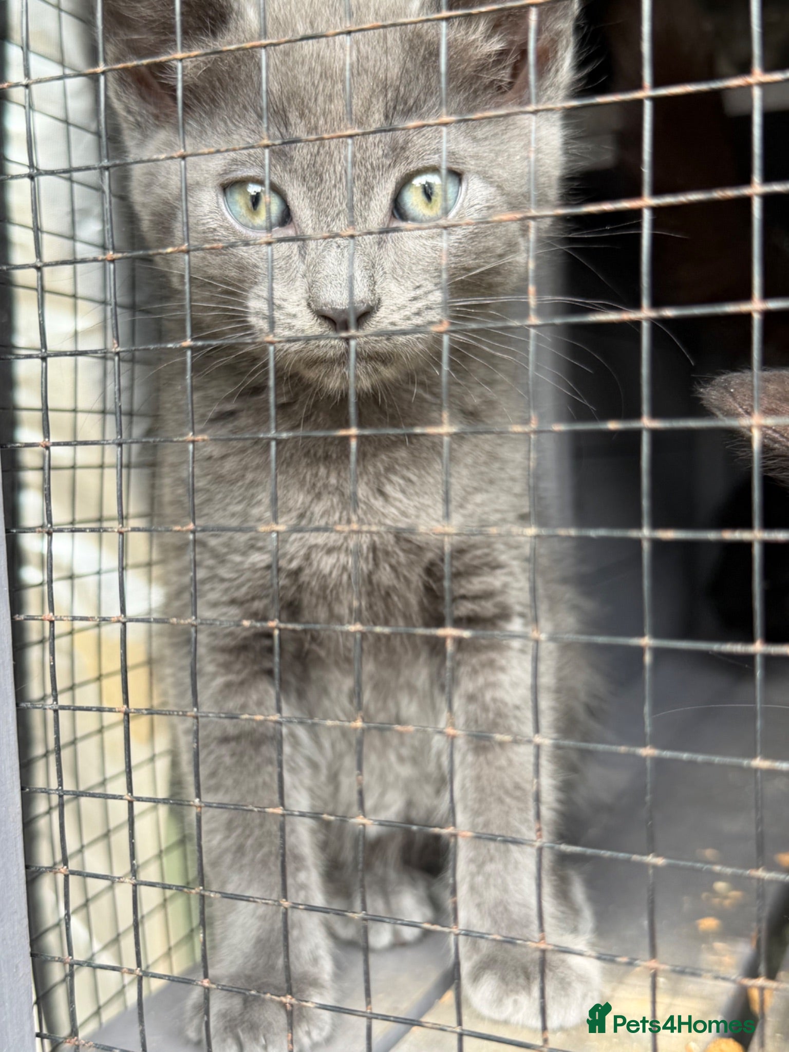 Mixed Breed cats Persian x Siamese kittens READY TO LEAVE  - Advert 1