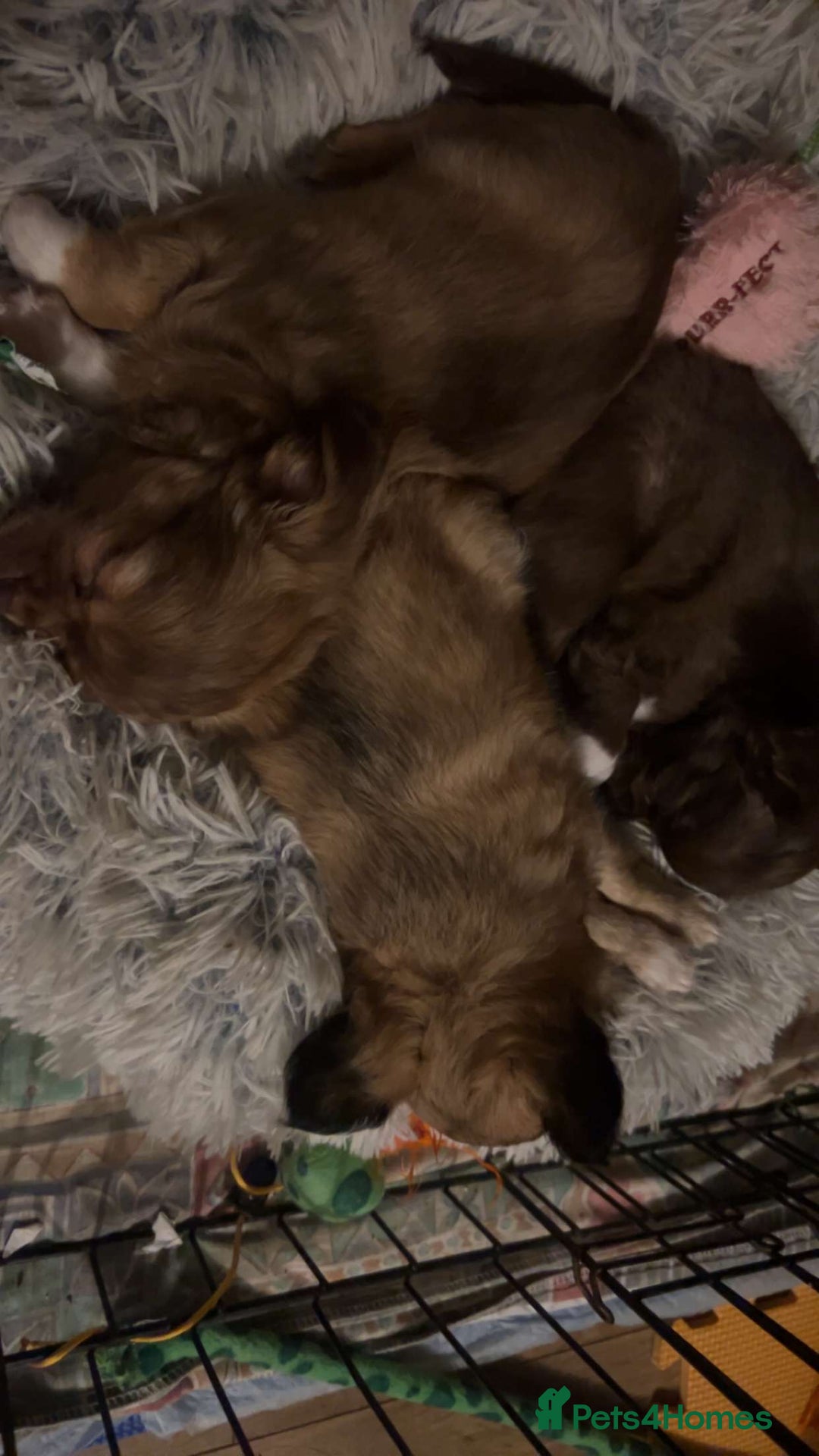 Chihuahua dogs for sale: 2 gorgeous girls for sale ❤️ - Advert 12