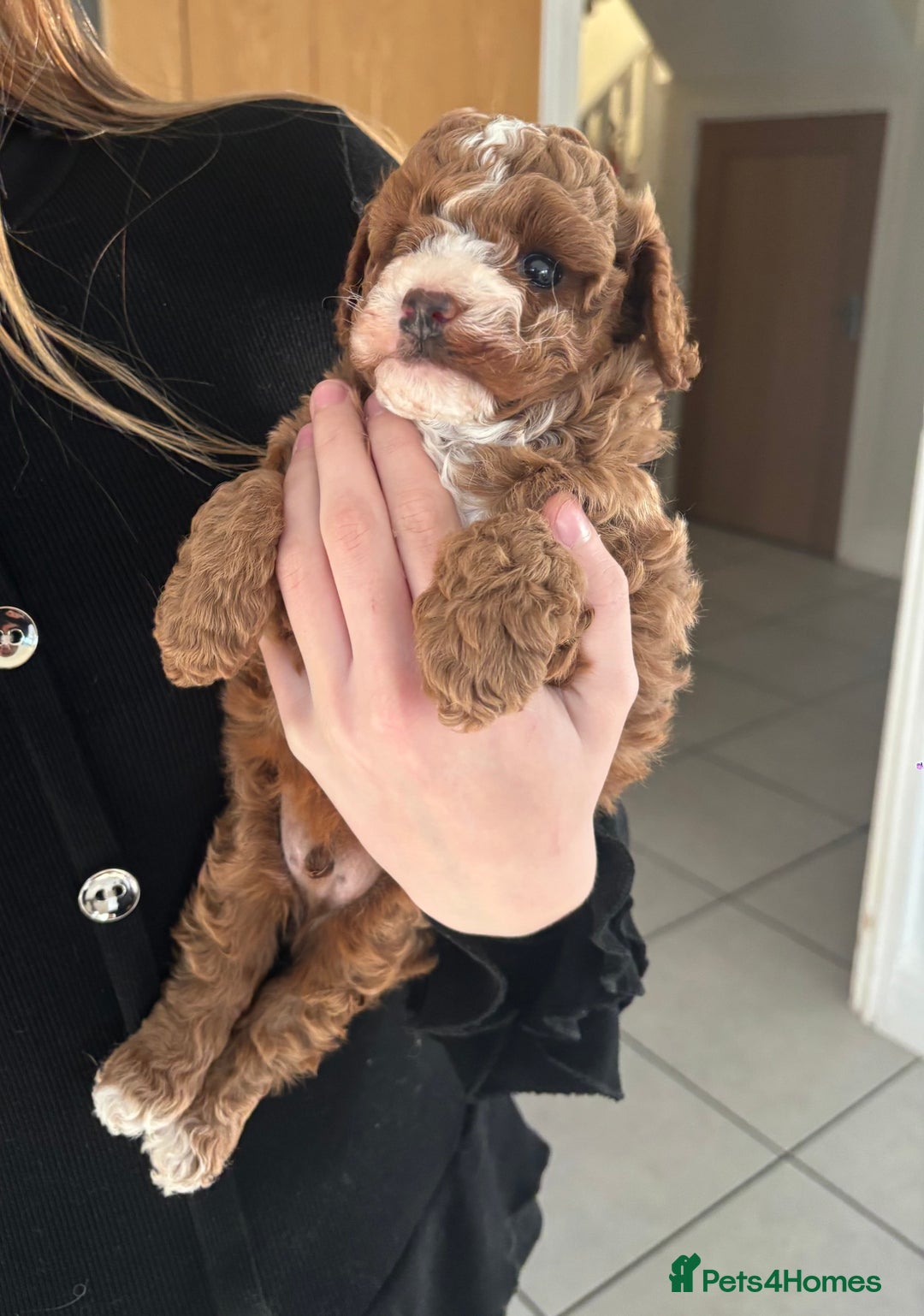 Cavapoo dogs for sale: Dark red cavapoo puppy  - Advert 3