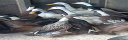 Waterfowl poultry for sale: Hatching eggs for sale - Advert 11