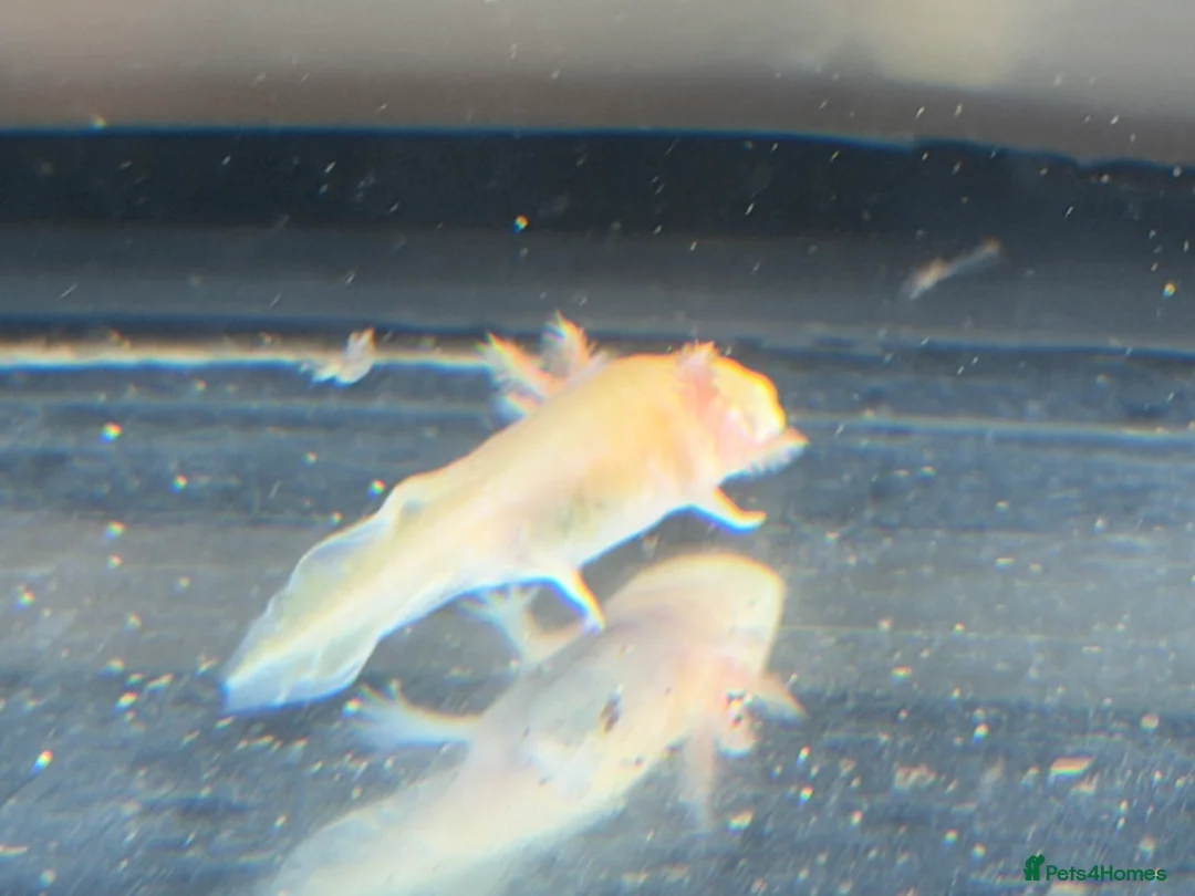 Axolotl reptiles for sale: Axolotl - Advert 5