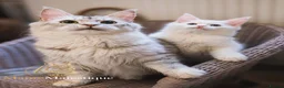 Maine Coon cats for sale: !Last One! Pedigree TICA Mainecoon Kitten  - Advert 3