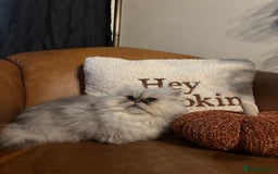 Persian cats for sale: Beautiful Persian Male  - Image 4