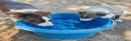 Border Collie dogs for sale: Stunning 5 month old red and white border collie - Advert 6
