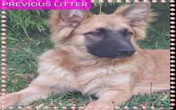 German Shepherd dogs for sale: 7  beautiful german shephered pups  - Image 28