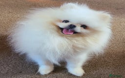 Pomeranian dogs for sale: Pomeranian puppies  - Image 13
