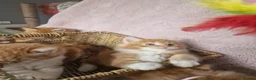 Norwegian Forest Cat cats for sale: Beautiful ginger Norwegian Forest fluffy kittens  - Advert 9