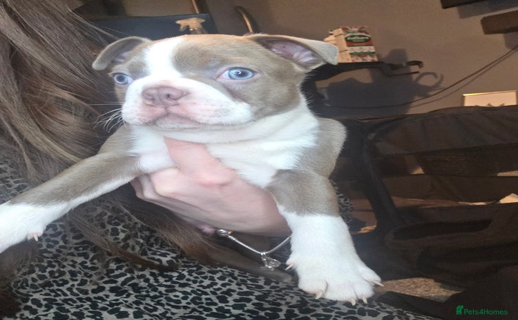 Boston Terrier dogs Blossom's Beautiful Bostons - Advert 9