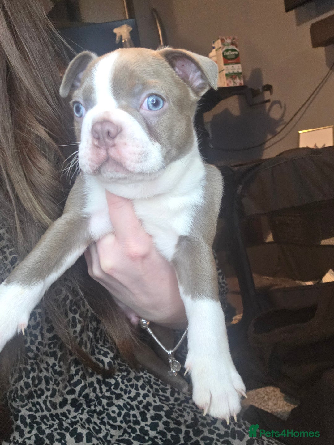 Boston Terrier dogs for sale: Blossom's Beautiful Bostons - Advert 1