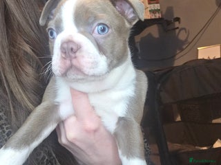 Boston Terrier dogs Blossom's Beautiful Bostons - Advert 4