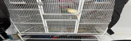 Cockatiels birds for sale: Beautiful Male hand tame cockatiel & huge cage in Bexleyheath - Advert 4