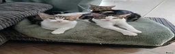 Mixed Breed cats for sale: 2 five month old males  - Advert 3