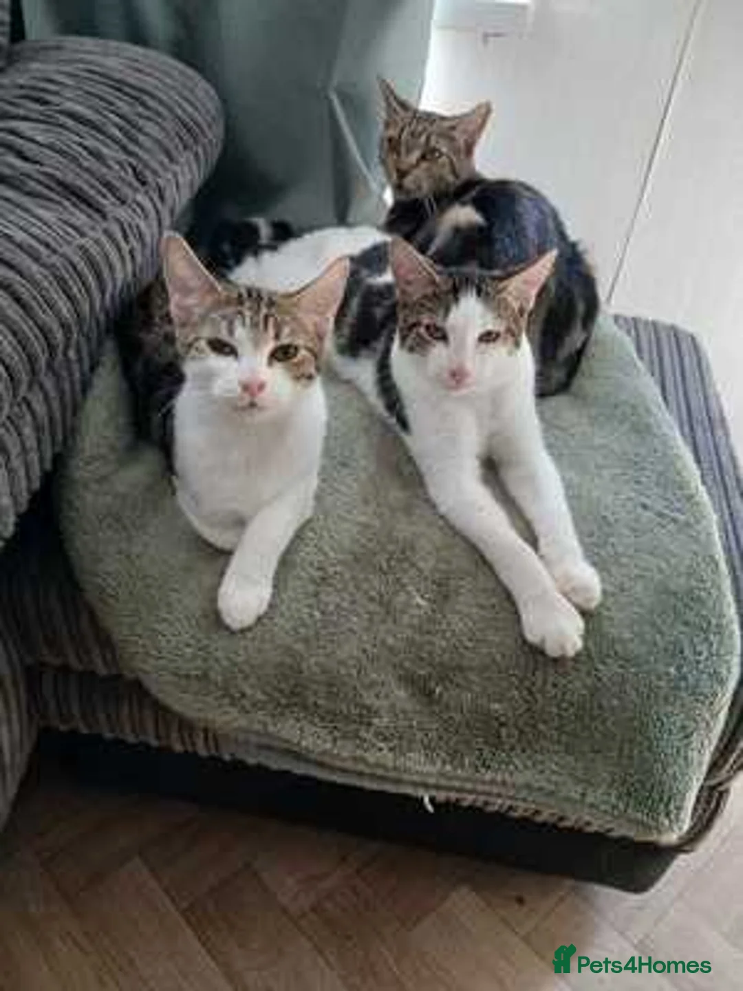 Mixed Breed cats for sale: 2 five month old males  - Advert 3