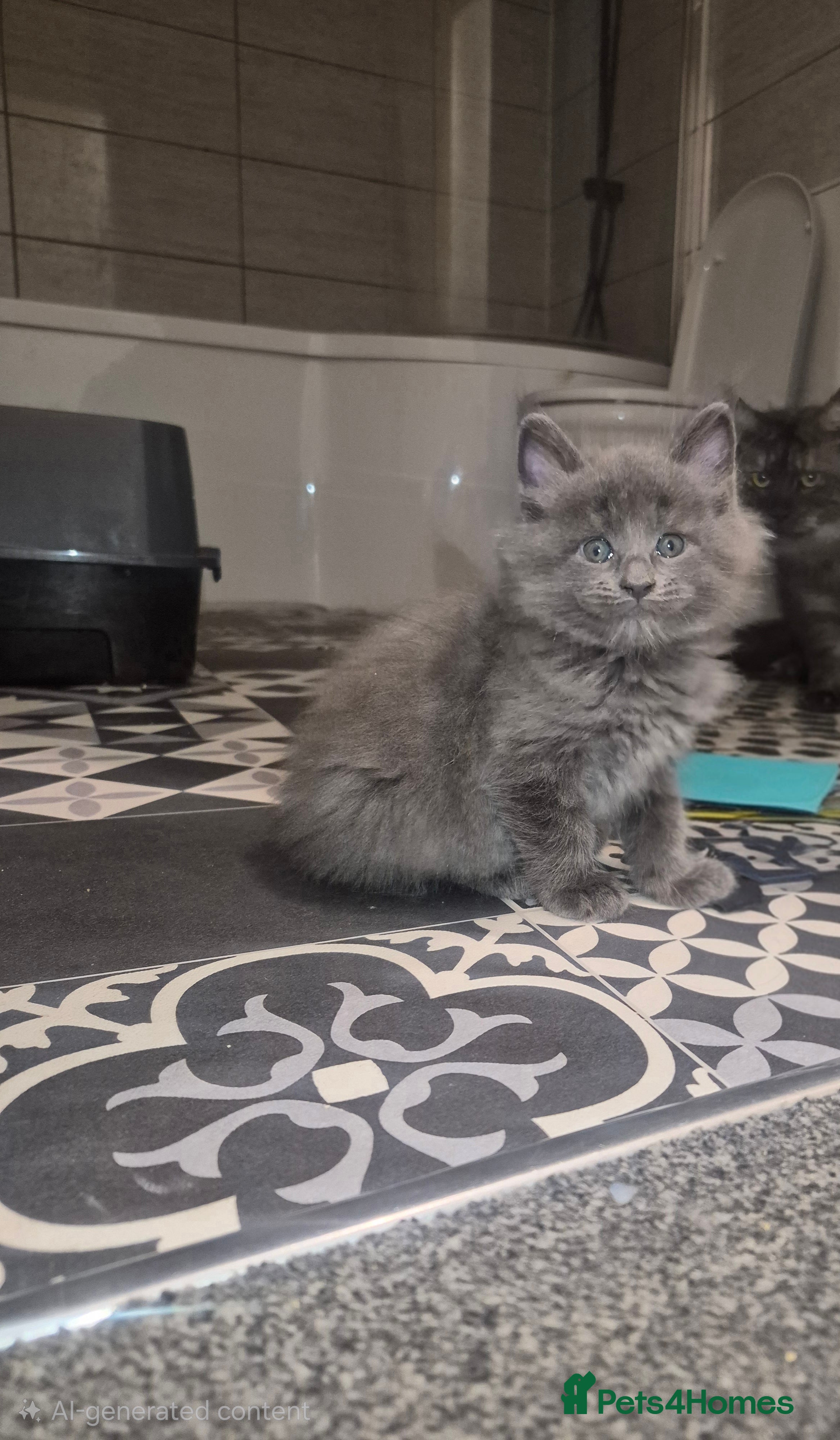 Maine Coon cats 5 beautiful maine coons left  - Advert 12