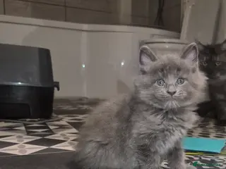 Maine Coon cats 5 beautiful maine coons left - Advert 12