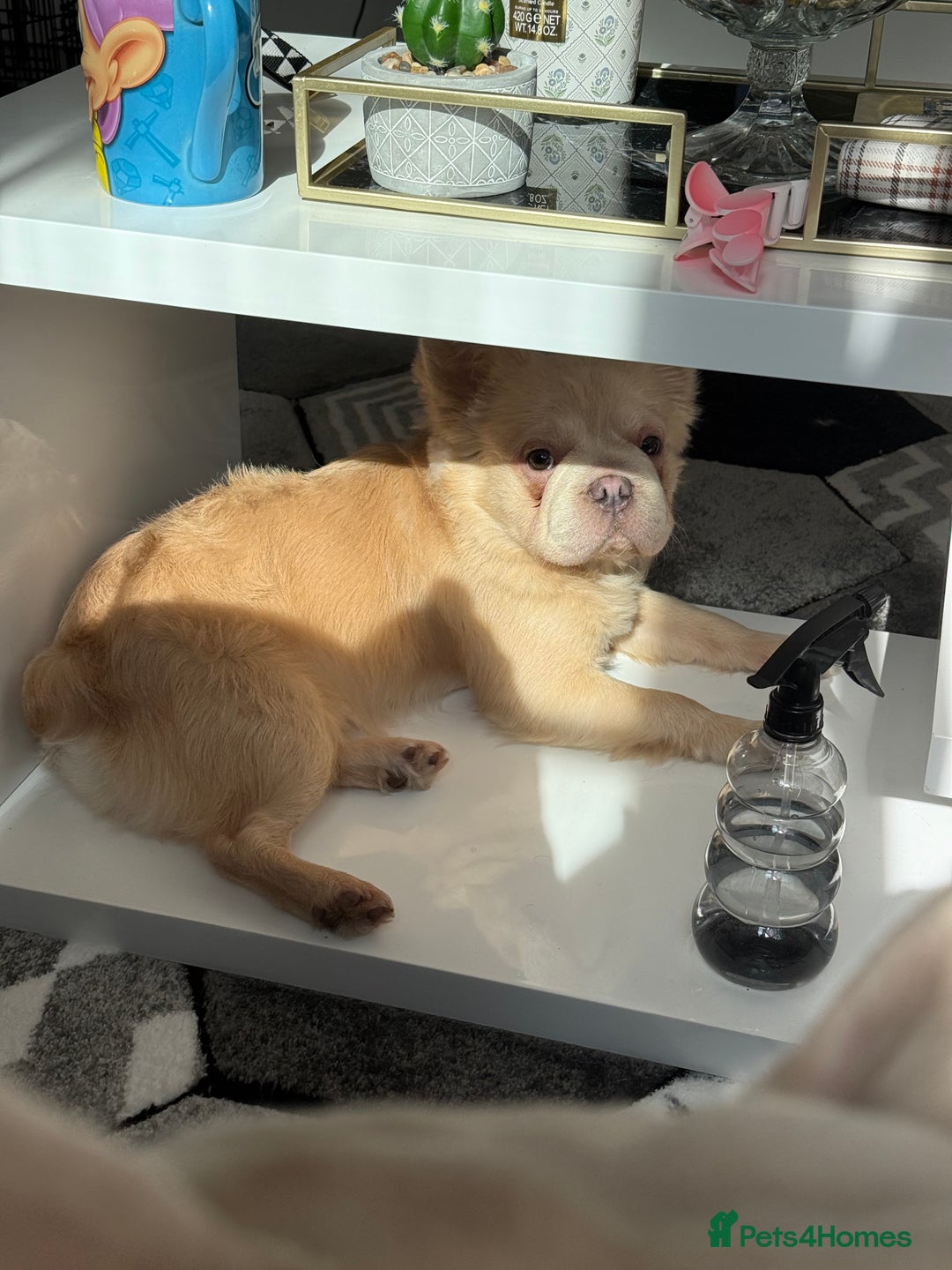 Mixed Breed dogs for sale: Fluffy French bulldog - Image 1