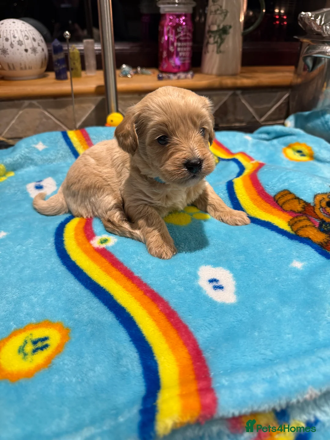 Cavachon dogs for sale: Outstanding Toy Cavapoochon Puppies *last girl * - Advert 7